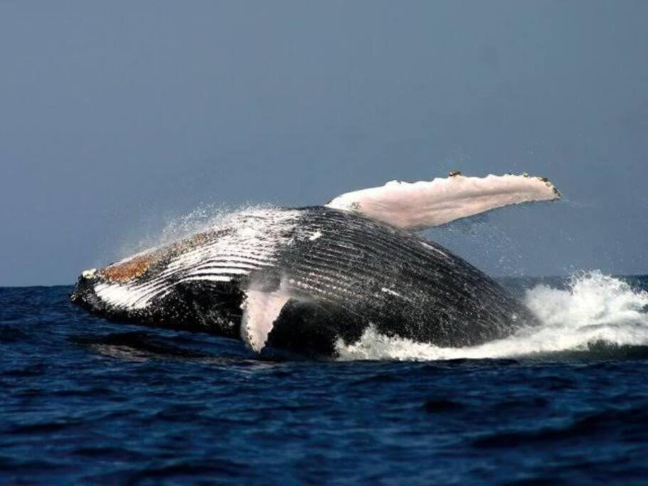 Whales & Waves Villa Hermanus Kültér fotó